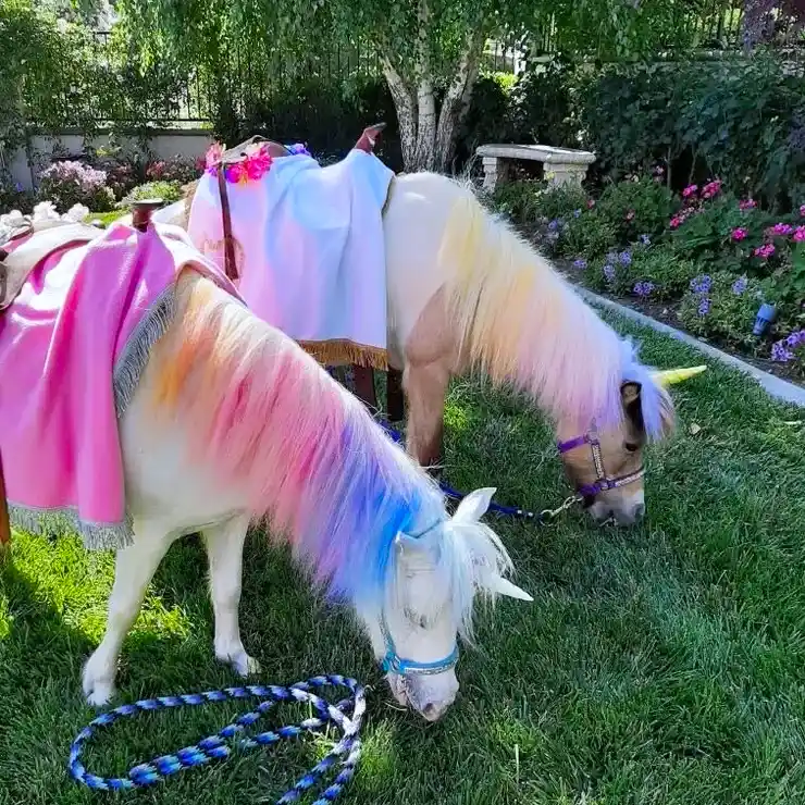 Two ponies decorated as unicorns with colorful manes for a party, representing animal shows and rides.