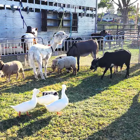 Petting zoo