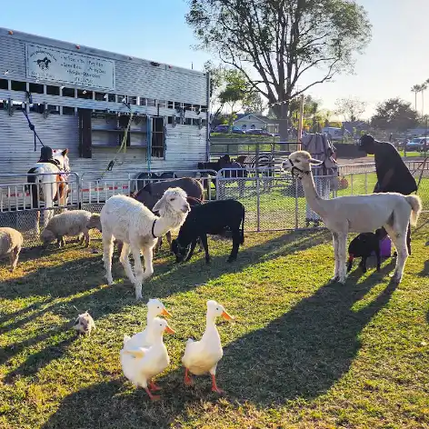 Petting zoo