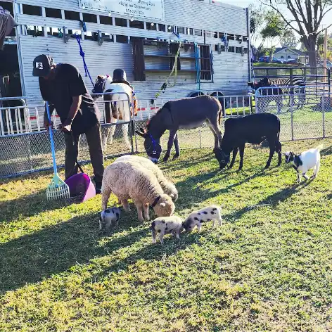 Petting zoo