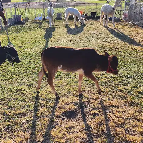 Petting zoo
